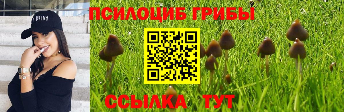 Ишимбай  Псилоцибиновые грибы Psilocybe  Вход с VPN 